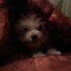 Little Willie liked to burrow beneath the covers.
