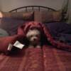 Master Willie nestled in his cave...