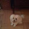 Long-haired Willie after his grooming. He hated taking a bath, but felt so good afterwards.